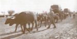Ox-drawn wagon train hauling cotton to Brownsville/Matamoros during U.S. Civil War
